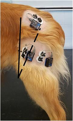 Surface Electromyography of the Vastus Lateralis, Biceps Femoris, and Gluteus Medius in Dogs During Stance, Walking, Trotting, and Selected Therapeutic Exercises